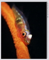   Sea whip goby GF1 45mm 1x Z240180 f8.0 iso 100 1/80 180 80 f80 f8  